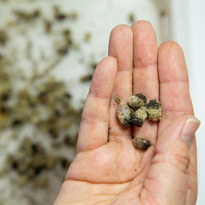 Mason Bee Buy Back